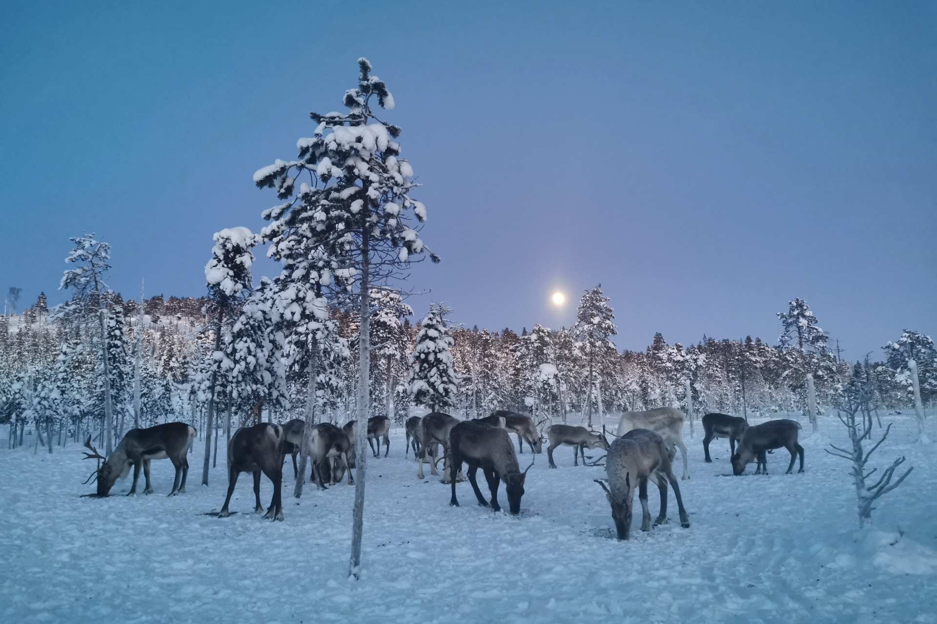 Reindeer eating in a wintry landscape