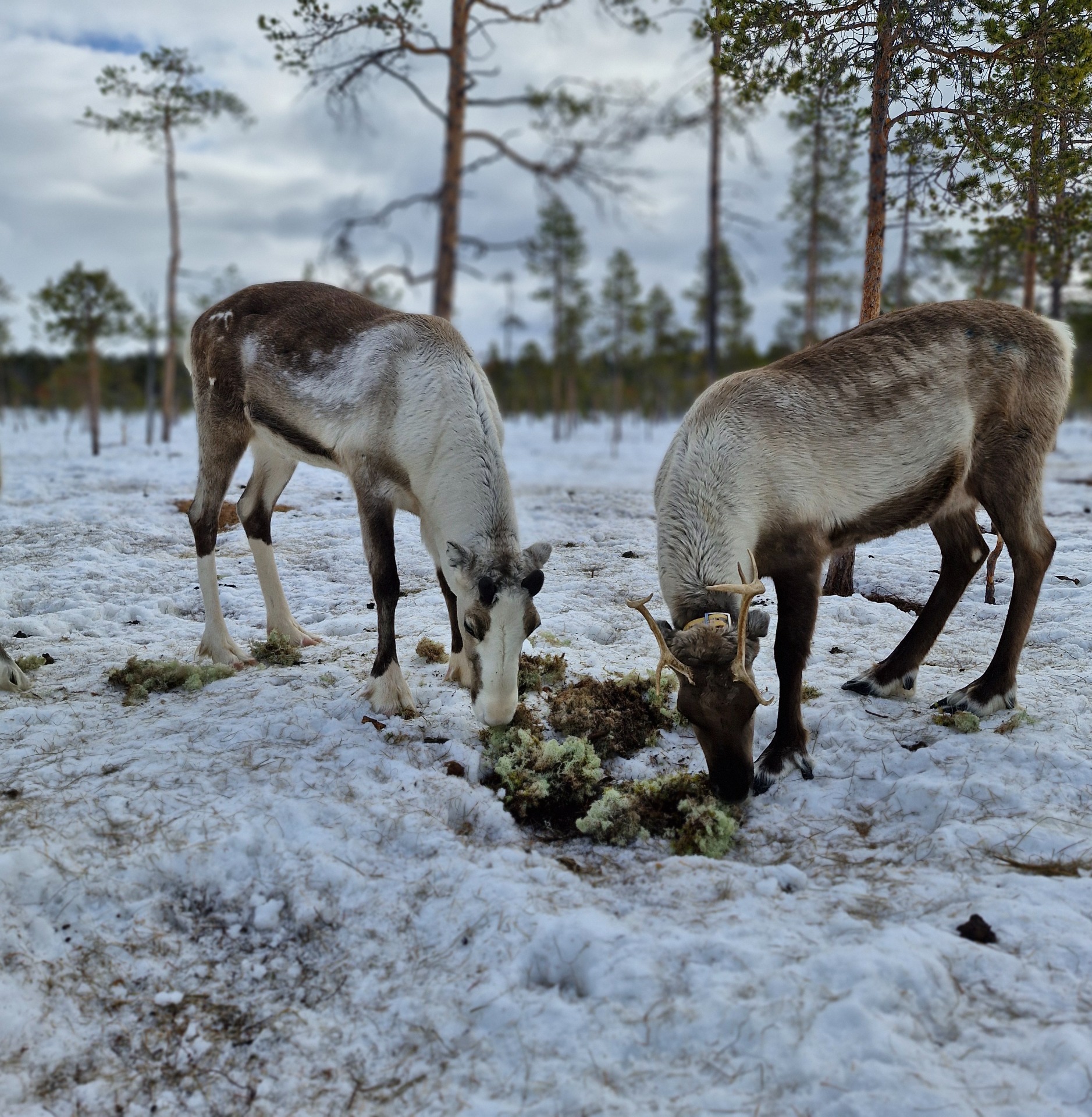 Porot syömässä jäkälää