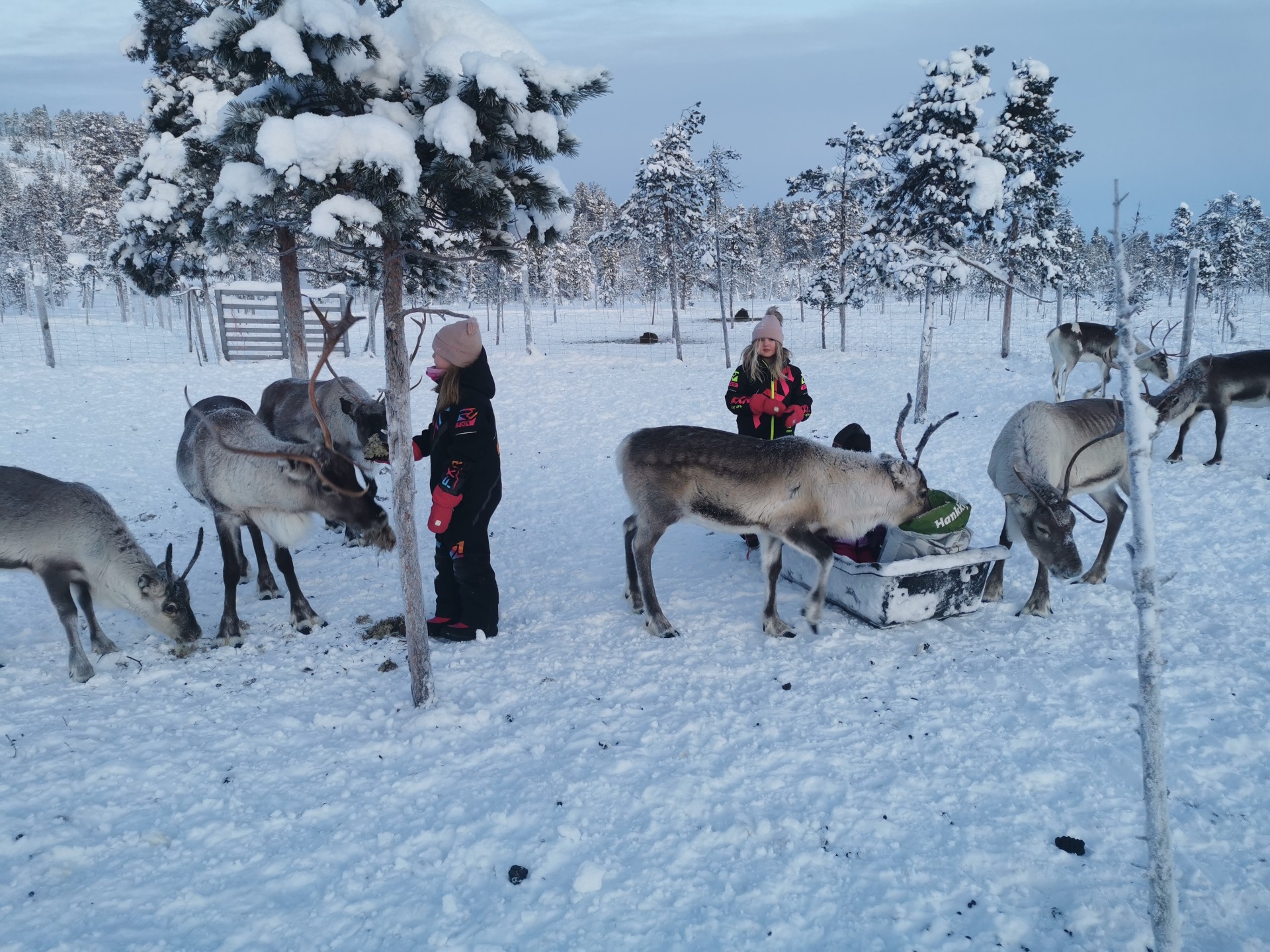 Porotila Renniina Inari, perhe ruokkimassa poroja