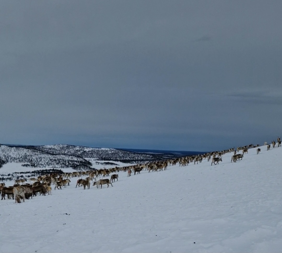 Free-roaming reindeer at our Siida